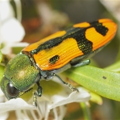 Castiarina scalaris (Scalaris jewel beetle) at Jerrabomberra, NSW - 3 Dec 2024 by Harrisi