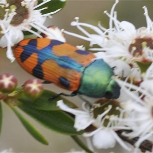 Castiarina scalaris at Jerrabomberra, NSW - 3 Dec 2024