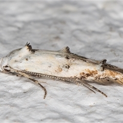 Elachista (genus) (Elachistidae) at Melba, ACT - 28 Nov 2024 by kasiaaus