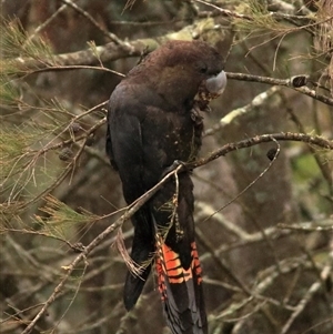 Calyptorhynchus lathami lathami at Bundanoon, NSW - suppressed