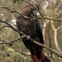 Calyptorhynchus lathami lathami at Bundanoon, NSW - suppressed