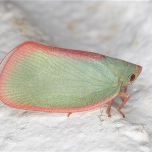 Colgar sp. (genus) (Pink Planthopper) at Melba, ACT by kasiaaus