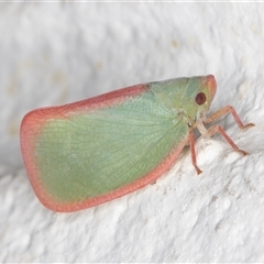 Colgar sp. (genus) at Melba, ACT - 28 Nov 2024 11:39 PM