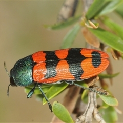 Castiarina crenata (Jewel beetle) at Jerrabomberra, NSW - 3 Dec 2024 by Harrisi