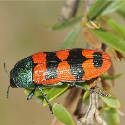 Castiarina crenata (Jewel beetle) at Jerrabomberra, NSW - 3 Dec 2024 by Harrisi