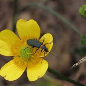 Chauliognathus lugubris (Plague Soldier Beetle) at Dry Plain, NSW by AndyRoo