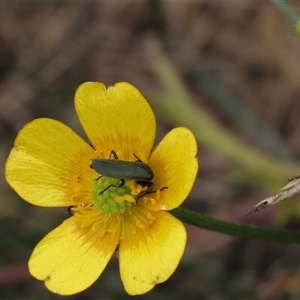 Ranunculus lappaceus at Dry Plain, NSW - 11 Dec 2023