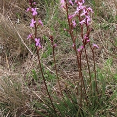 Stylidium montanum (alpine triggerplant) at Dry Plain, NSW - 11 Dec 2023 by AndyRoo