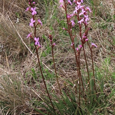 Stylidium montanum (alpine triggerplant) at Dry Plain, NSW - 11 Dec 2023 by AndyRoo