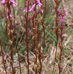 Stylidium cf. montanum at Dry Plain, NSW - 11 Dec 2023 12:06 PM