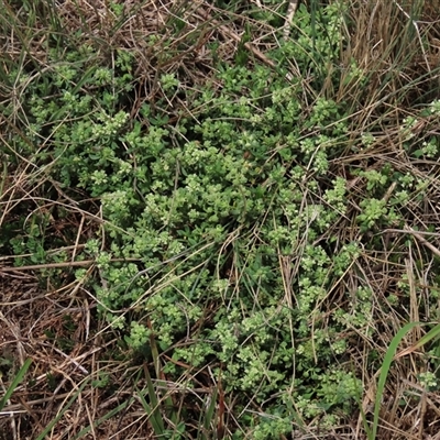 Poranthera microphylla (Small Poranthera) at Dry Plain, NSW - 11 Dec 2023 by AndyRoo