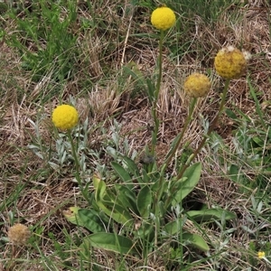 Craspedia variabilis (Common Billy Buttons) at Dry Plain, NSW by AndyRoo