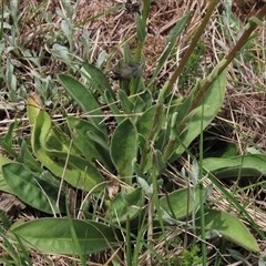 Craspedia variabilis at Dry Plain, NSW - 11 Dec 2023