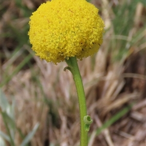 Craspedia variabilis at Dry Plain, NSW - 11 Dec 2023