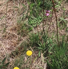 Craspedia variabilis at Dry Plain, NSW - 11 Dec 2023