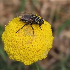 Sarcophagidae sp. (family) at Dry Plain, NSW - 11 Dec 2023 by AndyRoo