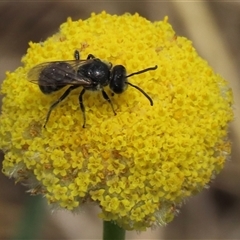 Lasioglossum (Chilalictus) lanarium (Halictid bee) at Dry Plain, NSW - 11 Dec 2023 by AndyRoo