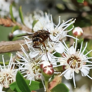 Nemoraea sp. (genus) at Yackandandah, VIC by KylieWaldon