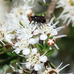 Unidentified True fly (Diptera) at Yackandandah, VIC - 2 Dec 2024 by KylieWaldon