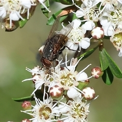 Calliphora stygia (Brown blowfly or Brown bomber) at Yackandandah, VIC - 2 Dec 2024 by KylieWaldon