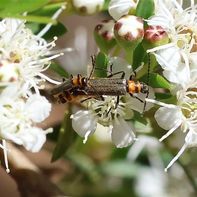 Chauliognathus sydneyanus (Sydney soldier beetle) at Yackandandah, VIC - 2 Dec 2024 by KylieWaldon