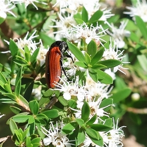 Castiarina rufipennis at Yackandandah, VIC by KylieWaldon