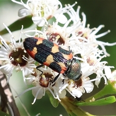 Castiarina sexplagiata at Yackandandah, VIC - 1 Dec 2024 by KylieWaldon