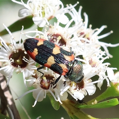 Castiarina sexplagiata at Yackandandah, VIC - 2 Dec 2024 by KylieWaldon