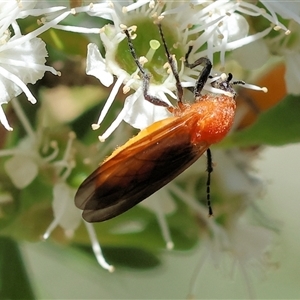 Unidentified Sawfly (Hymenoptera, Symphyta) at Yackandandah, VIC by KylieWaldon