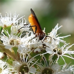 Bibio imitator at Yackandandah, VIC - 2 Dec 2024 08:35 AM