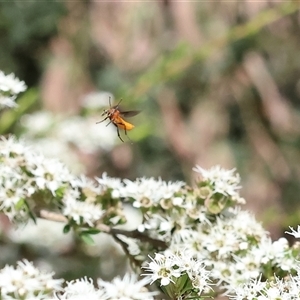Bibio imitator at Yackandandah, VIC - 2 Dec 2024 08:35 AM