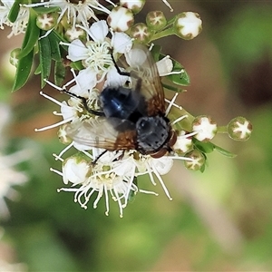 Unidentified Blow fly (Calliphoridae) at Yackandandah, VIC by KylieWaldon