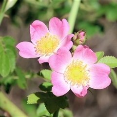 Rosa sp. at Yackandandah, VIC - 1 Dec 2024 by KylieWaldon