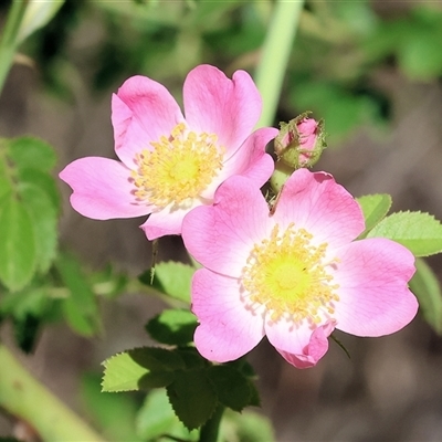 Rosa sp. at Yackandandah, VIC - 1 Dec 2024 by KylieWaldon