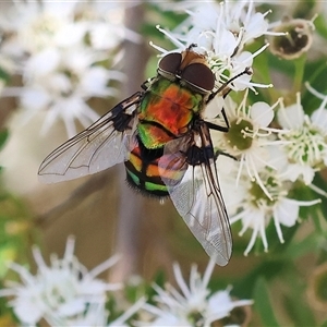 Rutilia (Chrysorutilia) formosa at Yackandandah, VIC by KylieWaldon