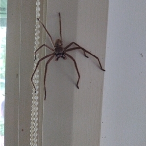 Isopeda villosa (Brown Huntsman Spider) at Barrengarry, NSW by Baronia