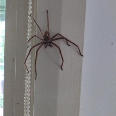 Isopeda villosa (Brown Huntsman Spider) at Barrengarry, NSW - 5 Dec 2024 by Baronia