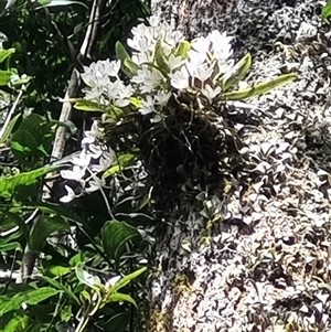 Sarcochilus falcatus (Orange Blossum Orchid) at Jamberoo, NSW by pallin