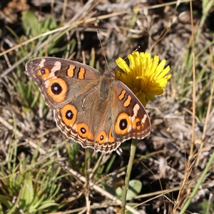 Junonia villida at Gundaroo, NSW - 2 Dec 2024