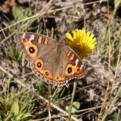 Junonia villida (Meadow Argus) at Gundaroo, NSW - 2 Dec 2024 by ConBoekel