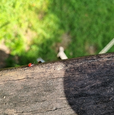 Pentatomidae (family) (Shield or Stink bug) at Jamberoo, NSW - 25 Nov 2024 by pallin