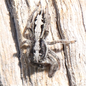 Clynotis severus (Stern Jumping Spider) at Gundaroo, NSW by ConBoekel