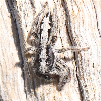 Clynotis severus (Stern Jumping Spider) at Gundaroo, NSW - 1 Dec 2024 by ConBoekel