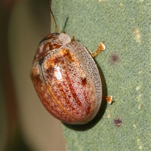 Paropsisterna m-fuscum at Gundaroo, NSW - 2 Dec 2024 08:26 AM