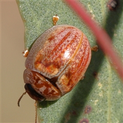 Paropsisterna m-fuscum at Gundaroo, NSW - 2 Dec 2024 08:26 AM