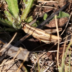 Macrotona australis (Common Macrotona Grasshopper) at Gundaroo, NSW - 2 Dec 2024 by ConBoekel