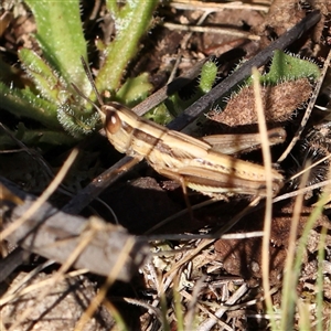 Macrotona australis at Gundaroo, NSW - 2 Dec 2024 08:25 AM