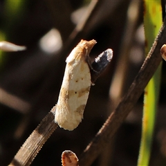 Merophyas divulsana (Lucerne Leafroller (Tortricinae, Archipini) at Gundaroo, NSW - 2 Dec 2024 by ConBoekel