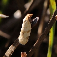 Merophyas divulsana (Lucerne Leafroller) at Gundaroo, NSW - 2 Dec 2024 by ConBoekel