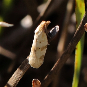 Merophyas divulsana (Lucerne Leafroller) at Gundaroo, NSW by ConBoekel